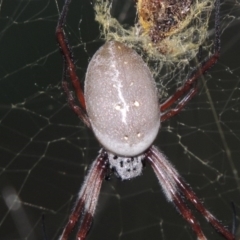 Trichonephila edulis (Golden orb weaver) at Conder, ACT - 28 Mar 2017 by MichaelBedingfield