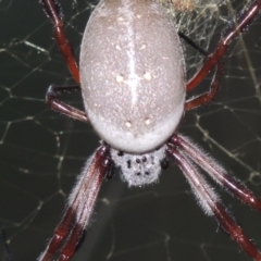 Trichonephila edulis at Conder, ACT - 28 Mar 2017 07:42 PM