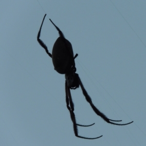 Trichonephila edulis at Conder, ACT - 28 Mar 2017 07:42 PM