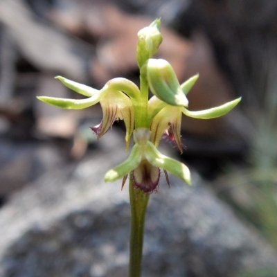 Corunastylis cornuta (Horned Midge Orchid) at Aranda Bushland - 1 Apr 2017 by CathB