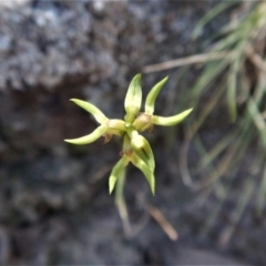 Corunastylis cornuta at Aranda, ACT - suppressed