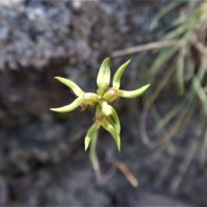 Corunastylis cornuta at Aranda, ACT - suppressed