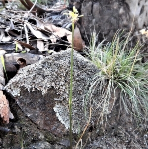 Corunastylis cornuta at Aranda, ACT - suppressed