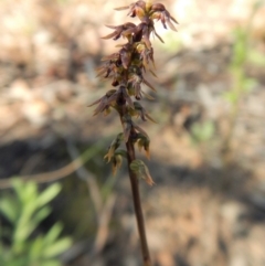 Corunastylis clivicola (Rufous midge orchid) at Aranda, ACT - 1 Apr 2017 by CathB