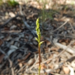 Corunastylis clivicola at Aranda, ACT - suppressed