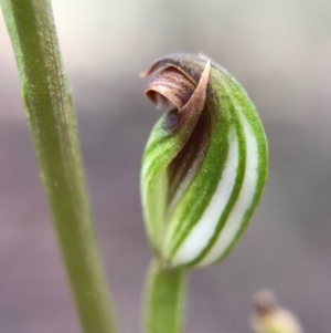 Speculantha rubescens at Gungahlin, ACT - suppressed