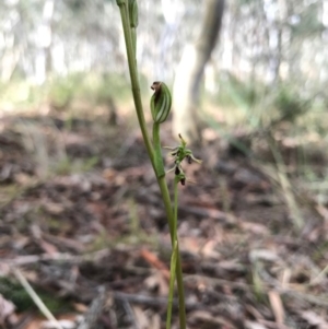 Speculantha rubescens at Gungahlin, ACT - suppressed