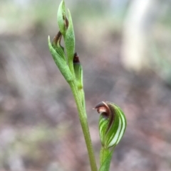 Speculantha rubescens at Gungahlin, ACT - suppressed