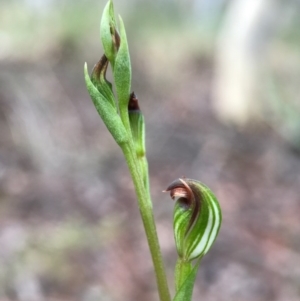 Speculantha rubescens at Gungahlin, ACT - 2 Apr 2017