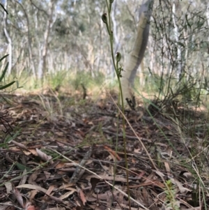 Speculantha rubescens at Gungahlin, ACT - suppressed