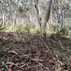 Speculantha rubescens at Gungahlin, ACT - 2 Apr 2017
