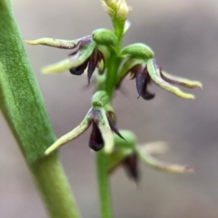 Corunastylis clivicola (Rufous midge orchid) at Crace, ACT - 2 Apr 2017 by AaronClausen