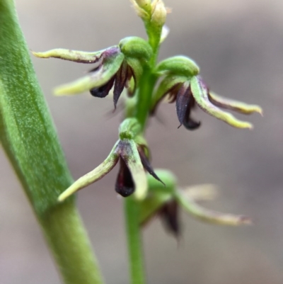 Corunastylis clivicola (Rufous midge orchid) at Crace, ACT - 2 Apr 2017 by AaronClausen