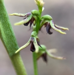 Corunastylis clivicola (Rufous midge orchid) at Gungaderra Grasslands - 2 Apr 2017 by AaronClausen