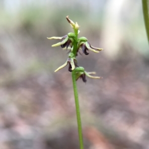 Corunastylis clivicola at Gungahlin, ACT - 2 Apr 2017