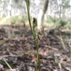 Corunastylis clivicola at Gungahlin, ACT - 2 Apr 2017