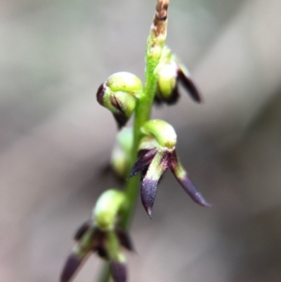 Corunastylis clivicola (Rufous midge orchid) at Gungahlin, ACT - 2 Apr 2017 by AaronClausen