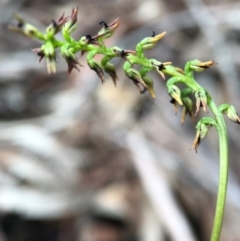 Corunastylis clivicola (Rufous midge orchid) at Gungahlin, ACT - 2 Apr 2017 by AaronClausen