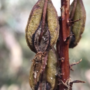 Dipodium sp. at Crace, ACT - suppressed