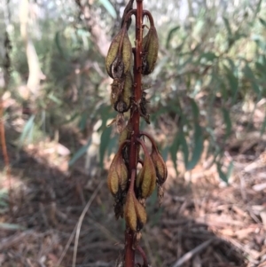 Dipodium sp. at Crace, ACT - 2 Apr 2017