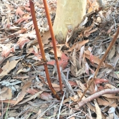 Dipodium sp. at Crace, ACT - 2 Apr 2017