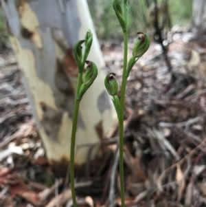 Speculantha rubescens at Gungahlin, ACT - suppressed