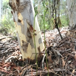 Speculantha rubescens at Gungahlin, ACT - suppressed