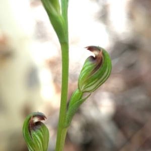 Speculantha rubescens at Gungahlin, ACT - suppressed