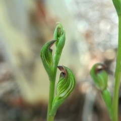 Speculantha rubescens at Gungahlin, ACT - suppressed