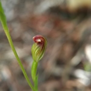 Speculantha rubescens at Gungahlin, ACT - suppressed