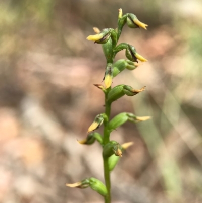 Corunastylis sp. (A Midge Orchid) at Gungaderra Grasslands - 2 Apr 2017 by AaronClausen