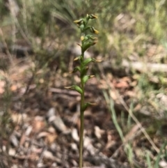 Corunastylis sp. at Gungahlin, ACT - 2 Apr 2017