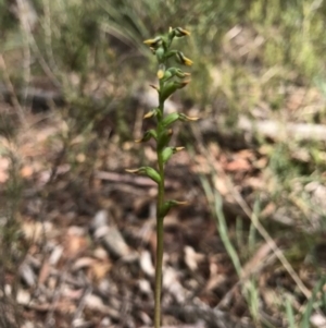 Corunastylis sp. at Gungahlin, ACT - 2 Apr 2017