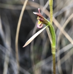 Eriochilus cucullatus (Parson's Bands) at Aranda Bushland - 2 Apr 2017 by AaronClausen