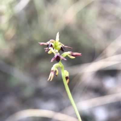 Corunastylis clivicola (Rufous midge orchid) at Aranda Bushland - 2 Apr 2017 by AaronClausen
