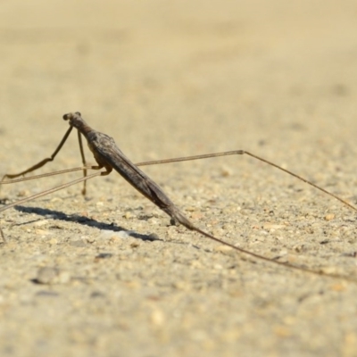 Ranatra sp. (genus) (Water Scorpion or Water Stick Insect) at Bonython, ACT - 1 Apr 2017 by Jek