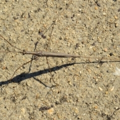 Ranatra sp. (genus) at Bonython, ACT - 2 Apr 2017 09:42 AM