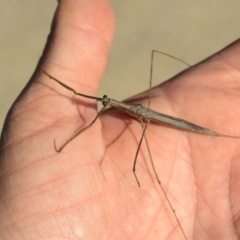 Ranatra sp. (genus) at Bonython, ACT - 2 Apr 2017 09:42 AM