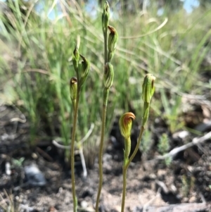 Speculantha rubescens at Belconnen, ACT - suppressed