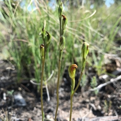 Speculantha rubescens (Blushing Tiny Greenhood) at Aranda Bushland - 2 Apr 2017 by AaronClausen