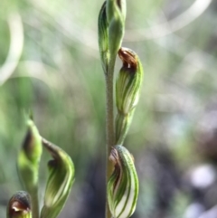 Speculantha rubescens at Belconnen, ACT - suppressed