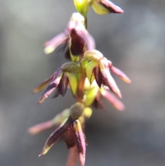 Corunastylis clivicola (Rufous midge orchid) at Aranda Bushland - 2 Apr 2017 by AaronClausen