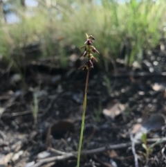 Corunastylis clivicola at Belconnen, ACT - 2 Apr 2017