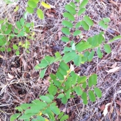 Robinia pseudoacacia (Black Locust) at Hughes Garran Woodland - 10 Mar 2017 by ruthkerruish