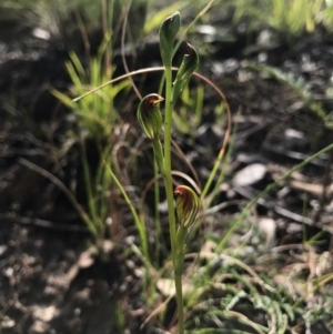 Speculantha rubescens at Belconnen, ACT - 2 Apr 2017