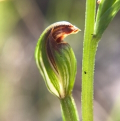 Speculantha rubescens at Belconnen, ACT - 2 Apr 2017