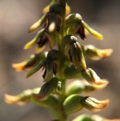 Corunastylis clivicola (Rufous midge orchid) at Belconnen, ACT - 2 Apr 2017 by AaronClausen