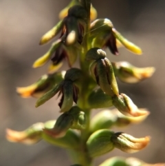 Corunastylis clivicola (Rufous midge orchid) at Aranda Bushland - 2 Apr 2017 by AaronClausen