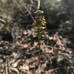 Corunastylis clivicola at Belconnen, ACT - suppressed