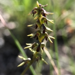 Corunastylis clivicola (Rufous midge orchid) at Aranda Bushland - 2 Apr 2017 by AaronClausen